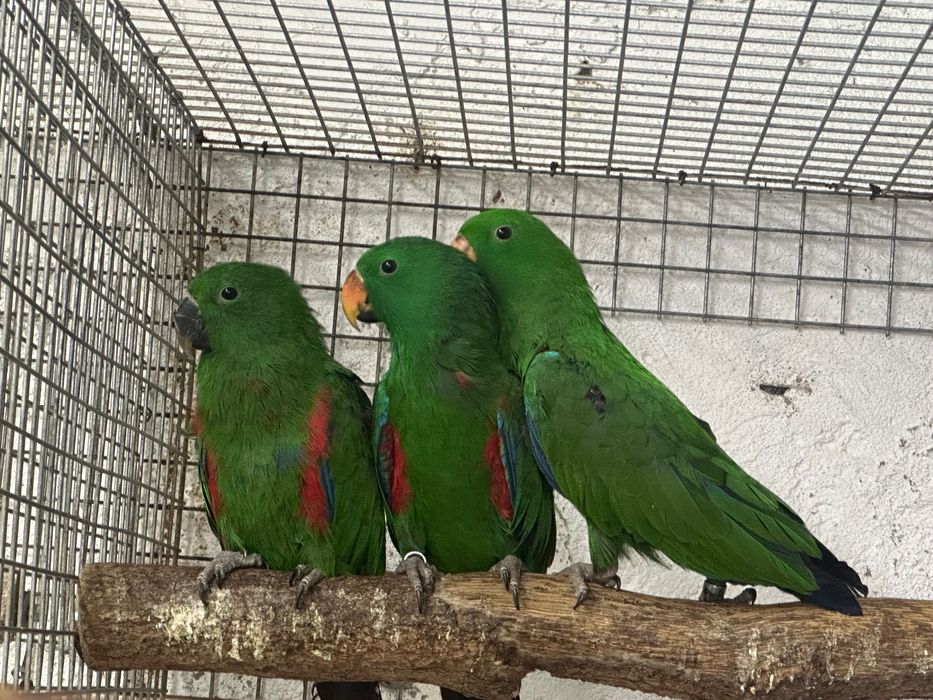 Papagaios Ecletus