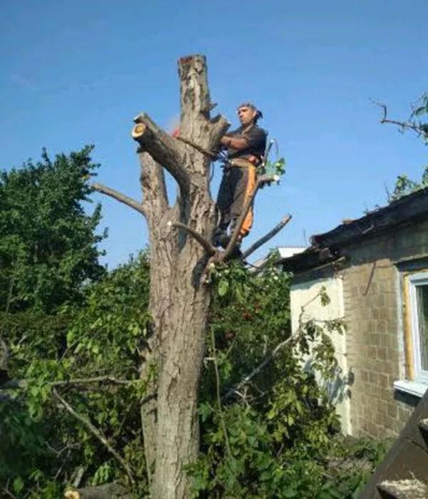 Спил деревьев с вывозом веток