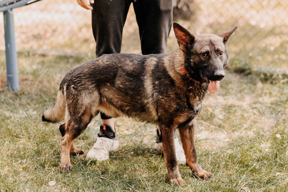 Aktywny, mądry i czujny Monte poleca się do adopcji!!!