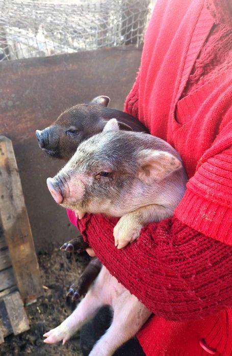 Поросята вьетнамцев