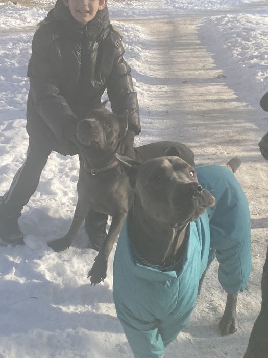 Малиші кане корсо- елітна порода (ціну знижено)