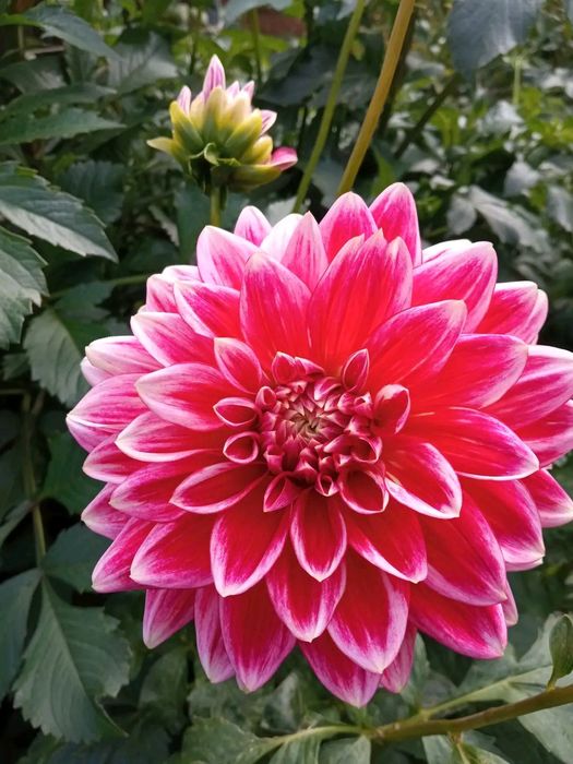 Георгина, жоржина клубни