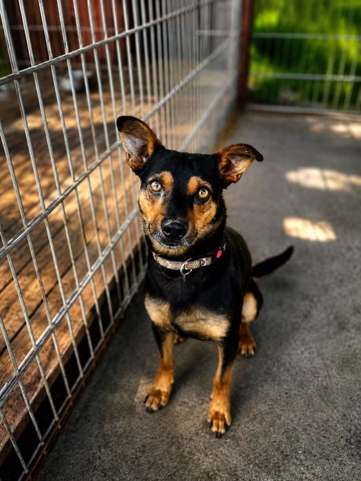 Mały Roki poleca się do adopcji!!!