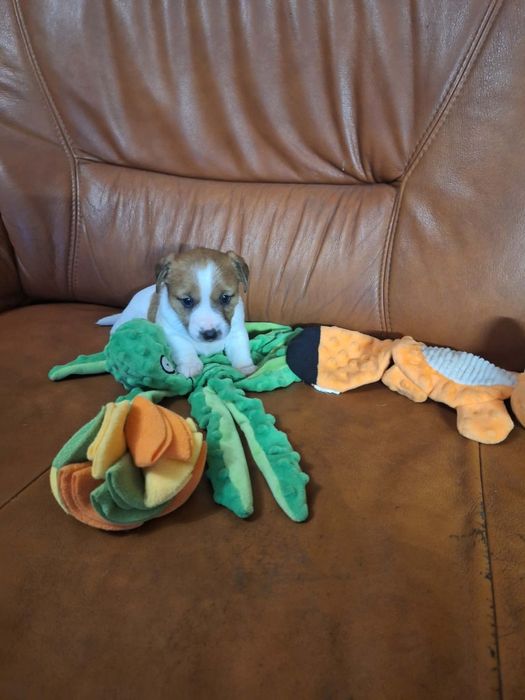 Wzorcowa suczka Jack russell terrier po rodzicach FCI