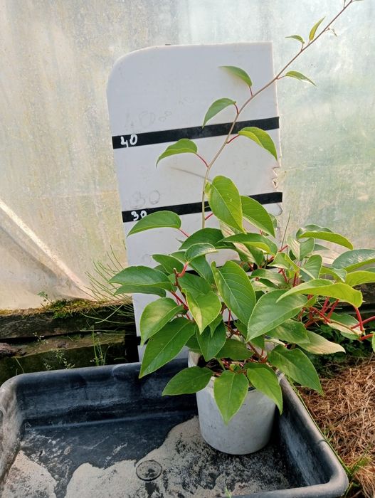 Саджанці актинідія (ківі)