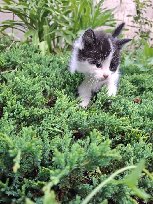 Кішечка, кошеня, котик Первомайськ Миколаївська обл.