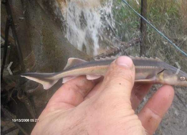 karp KARP kroczek od 17cm do 22cm 10 zł szt i inne amur tołpyga lin