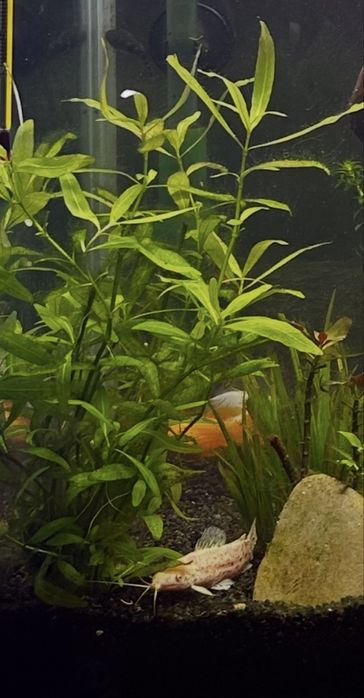 Planta de Aquário - Hygrophila Polysperma