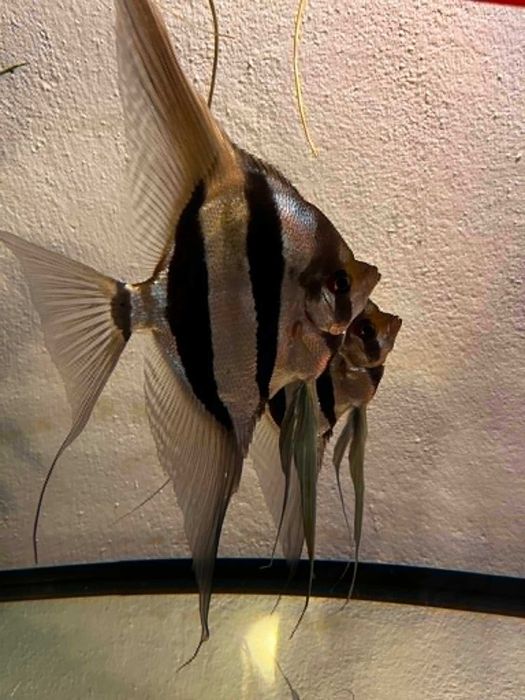 Pterophyllum scalare Skalar peru altum - młode (F2) po pięknych rodzicach