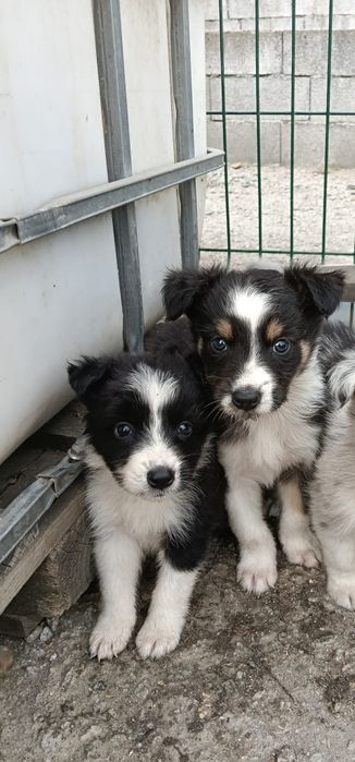 Border collie cachorro