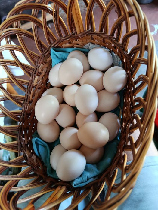 Яйцо инкубационное кур бентамка