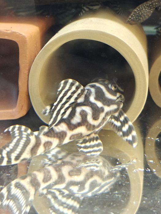 L333 select 120zl i dorosłe pary