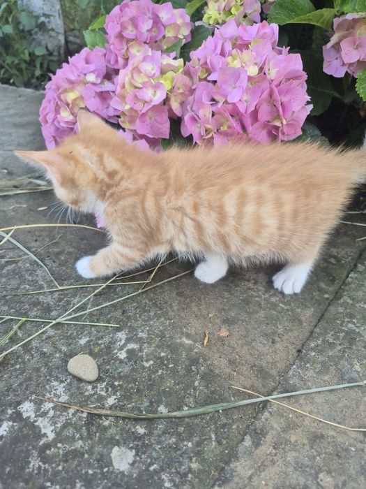 Котик хлопчик 05.05.26