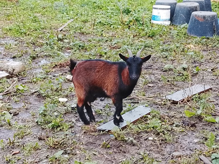 Vendo três cabras fêmeas