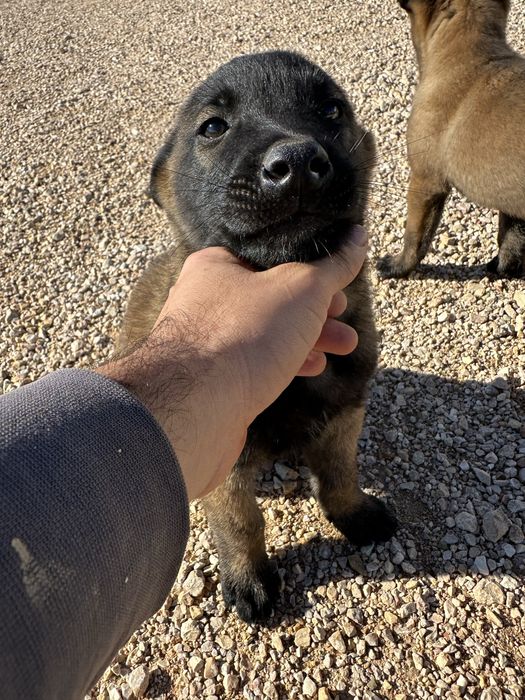 Macho pastor belga malinois