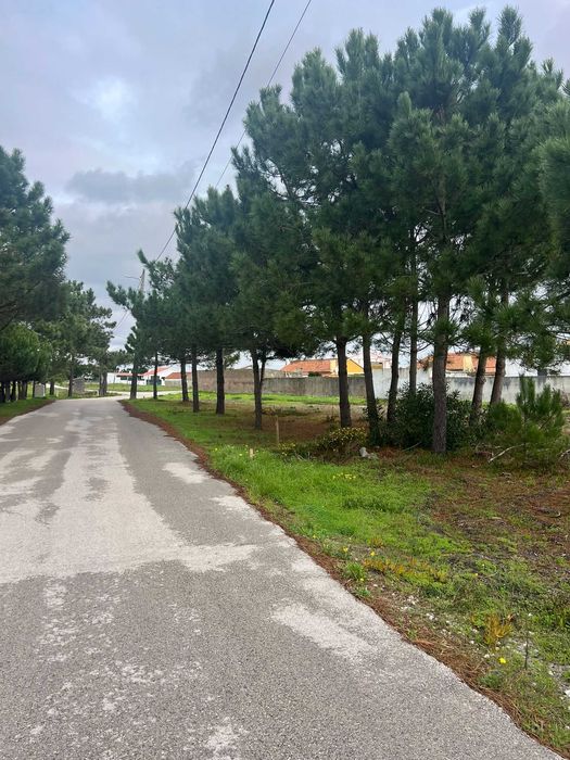 Dá-se Pinheiros altos