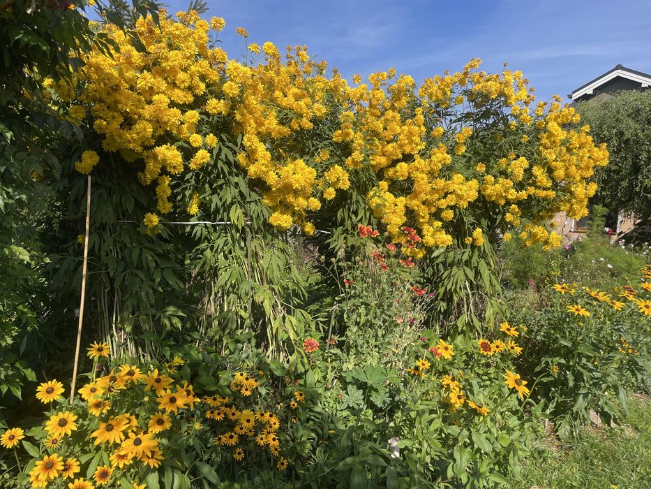 Rośliny wieloletnie  do ogrodu 5zł