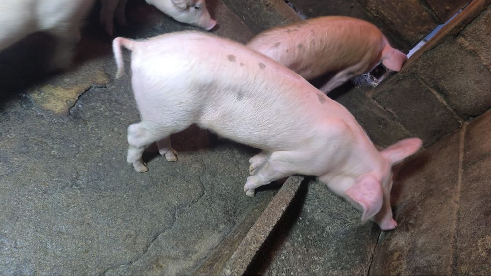 Vendo porcos ja grandinhos cerca de 40kg