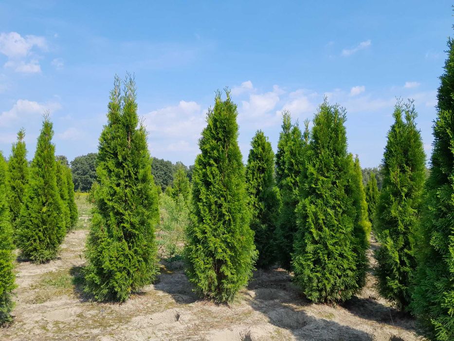 Tuja! Szmaragd, Brabant, Blue Arrow! Sadzimy! Dostawa! Do 250 cm!
