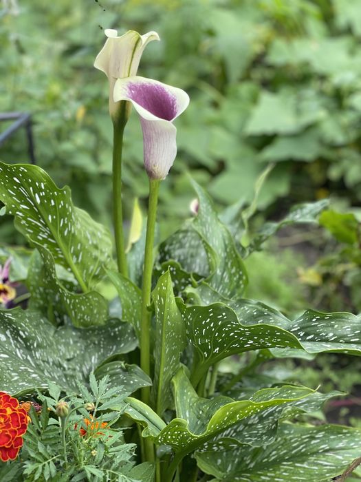 Калла багаторічна рослина