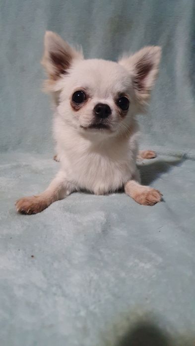 Девочка крем длинношерстная