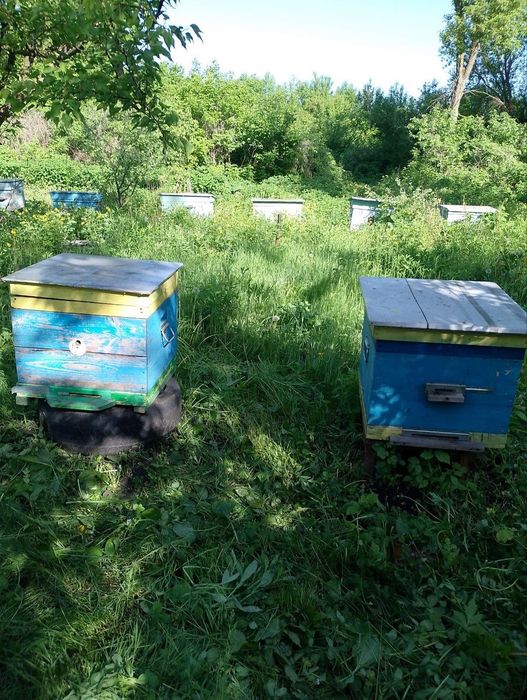 Продам вулики для бджіл