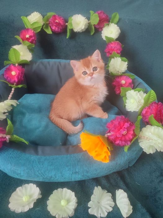 Британская золотая шиншилла, котёнок британец