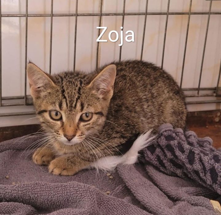 Czteromiesięczna kotka Zojka czeka na dom
