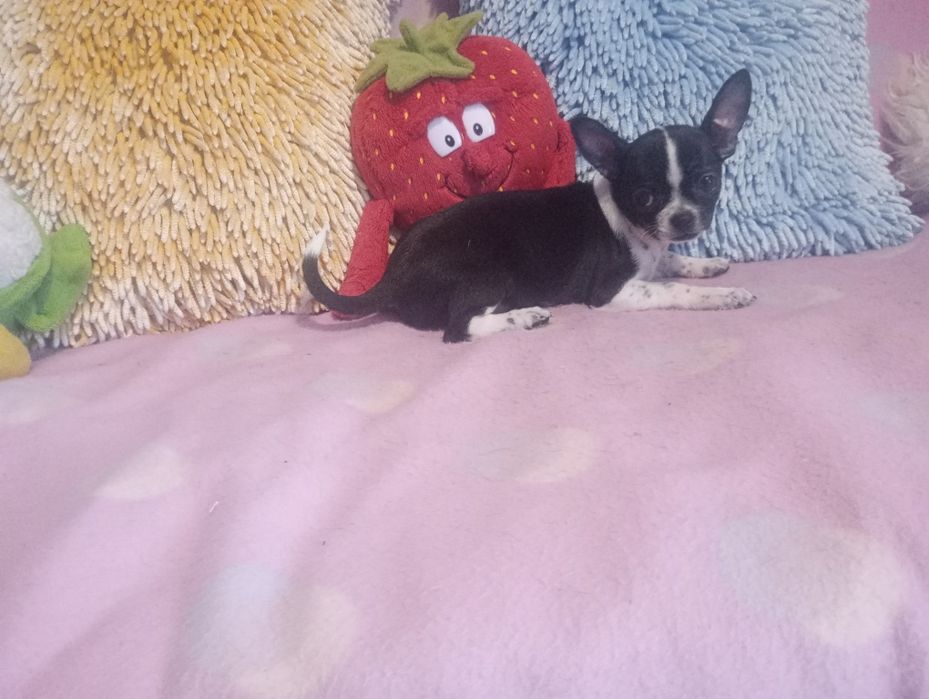 CHIHUAHUA - suczka