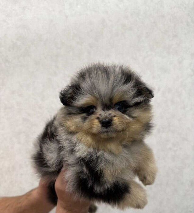 Померанский шпиц, щенок
