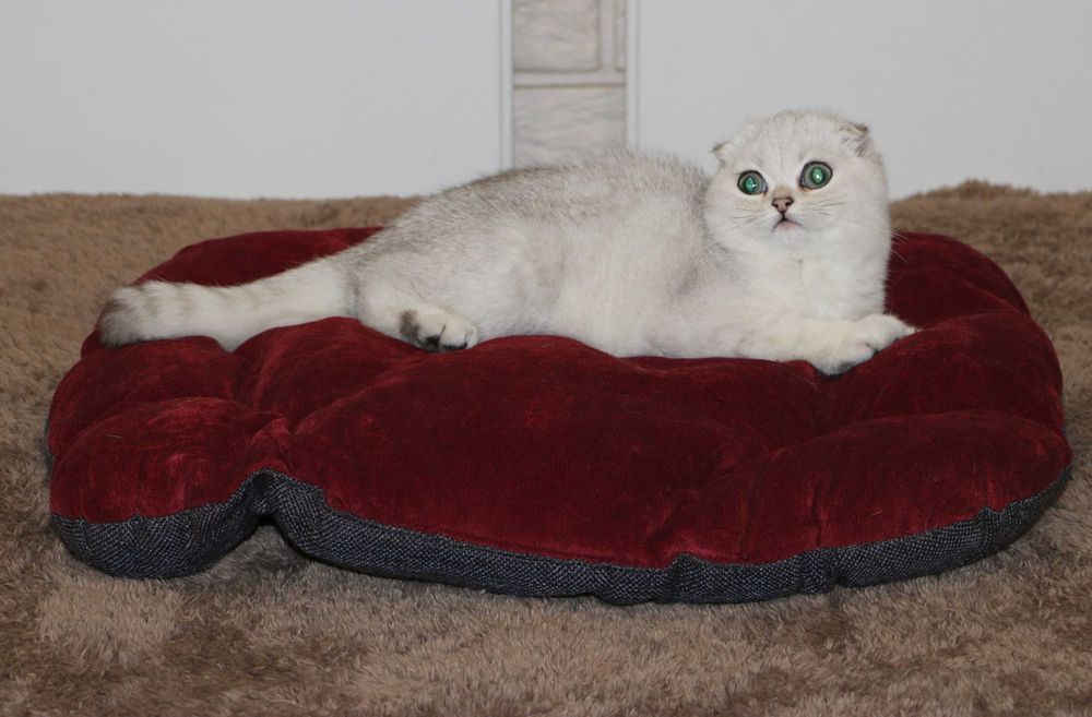 Котенок мальчик вислоухий серебристый шиншилла фолд.