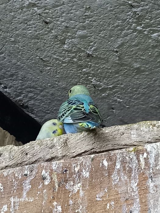 Papuga falista samce ,samice