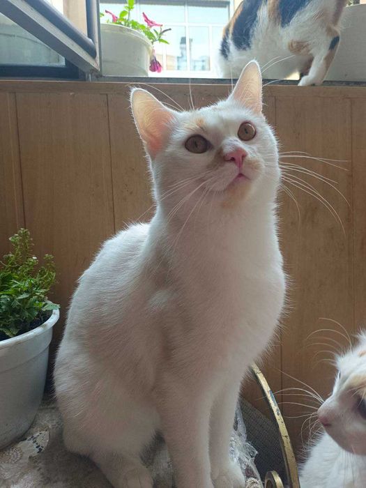 Ласкавий котик 1 рік, кастрований.