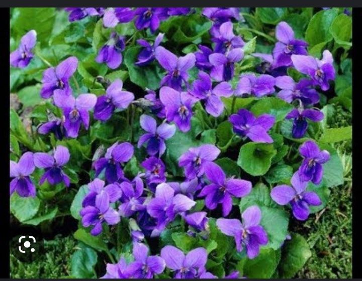 Ранние луковичные и другие цветочки