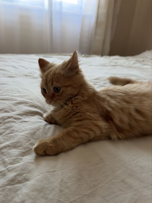 Кошеня котик кіт