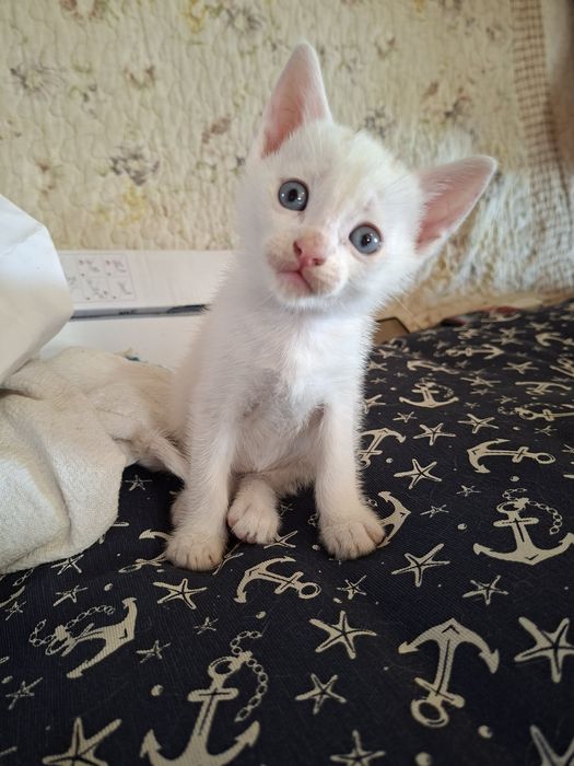 Gatinhos para adoção