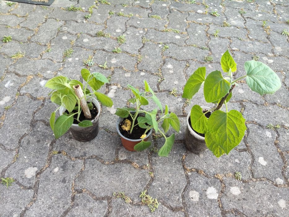 Plantas  frisalys em vaso