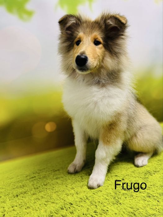 Owczarek szkocki collie FCI