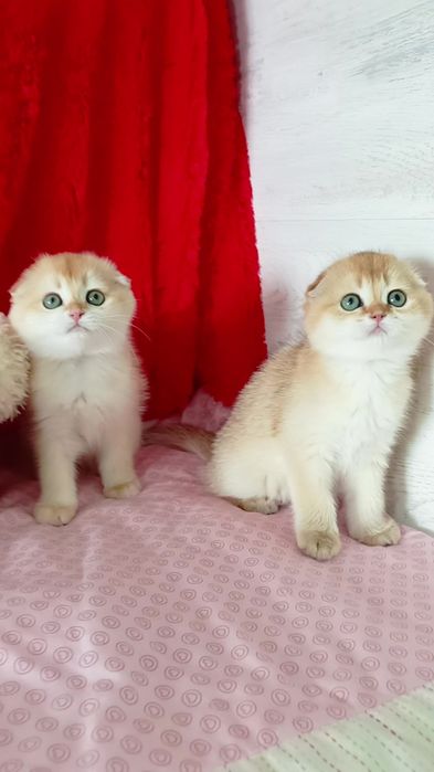 Две девочки вислоухие золотые шиншиллы
