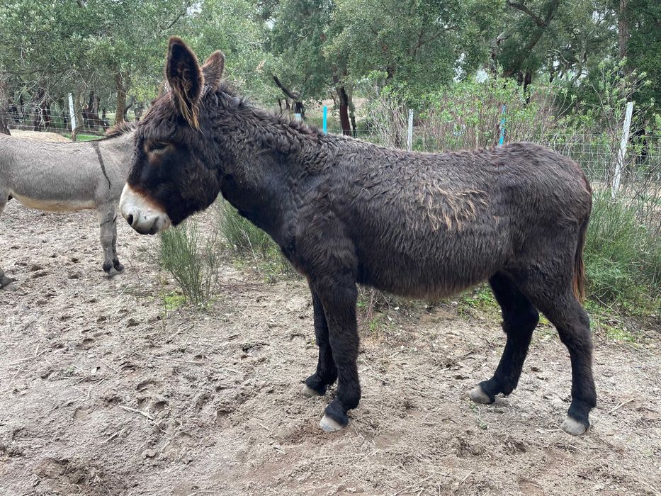 Burro Mirandês – 6 anos | Dócil | Ideal para famílias