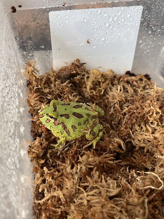 Żaba rogata - green mutant