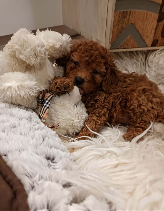 Pudel mały   chlopczyk toy/miniatura