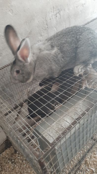 Продам робочого самця шиншилу