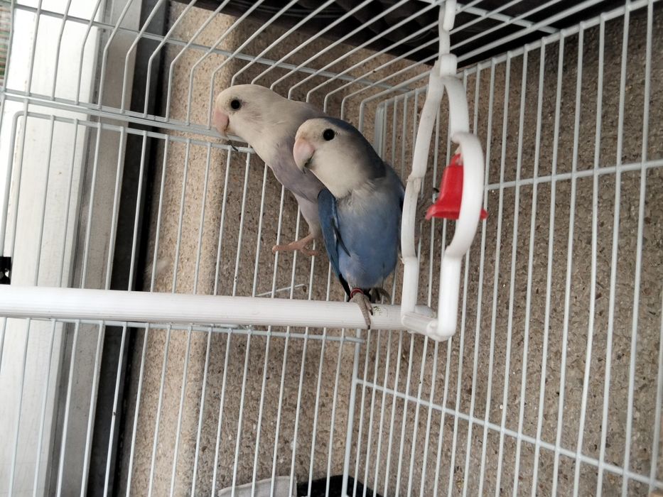 Casal Agapornis roseicollis