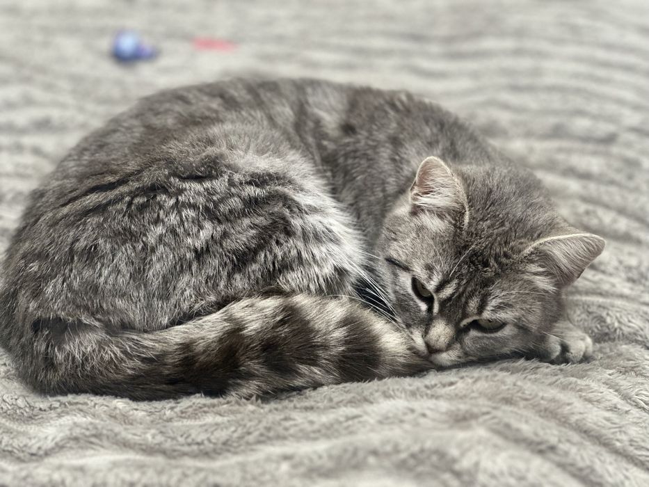 Відам ,кицю приучена до лотка дуже мила і спокійна