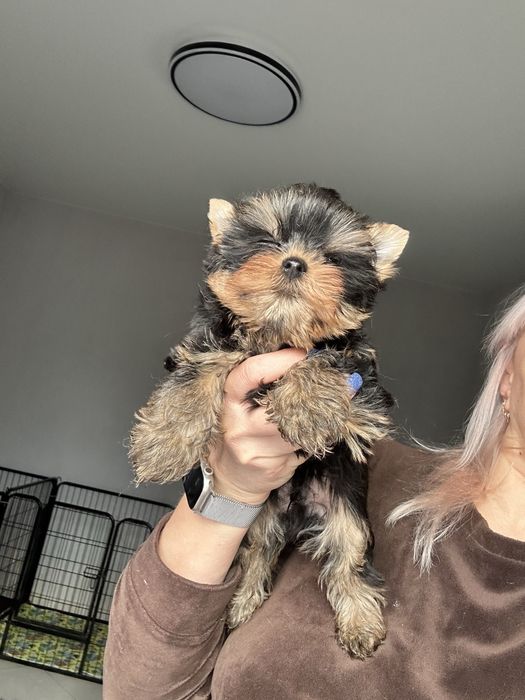 Йорк малыш мини размера