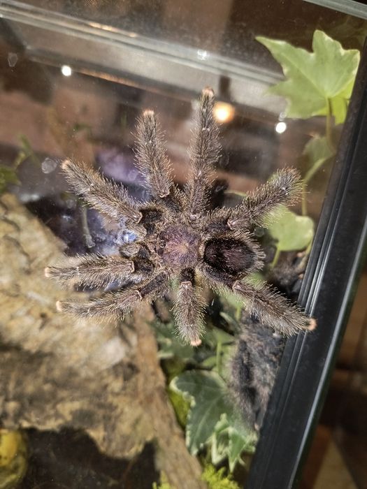 Pająk ptasznik Avicularia juruensis (ex. Peru purple) L1