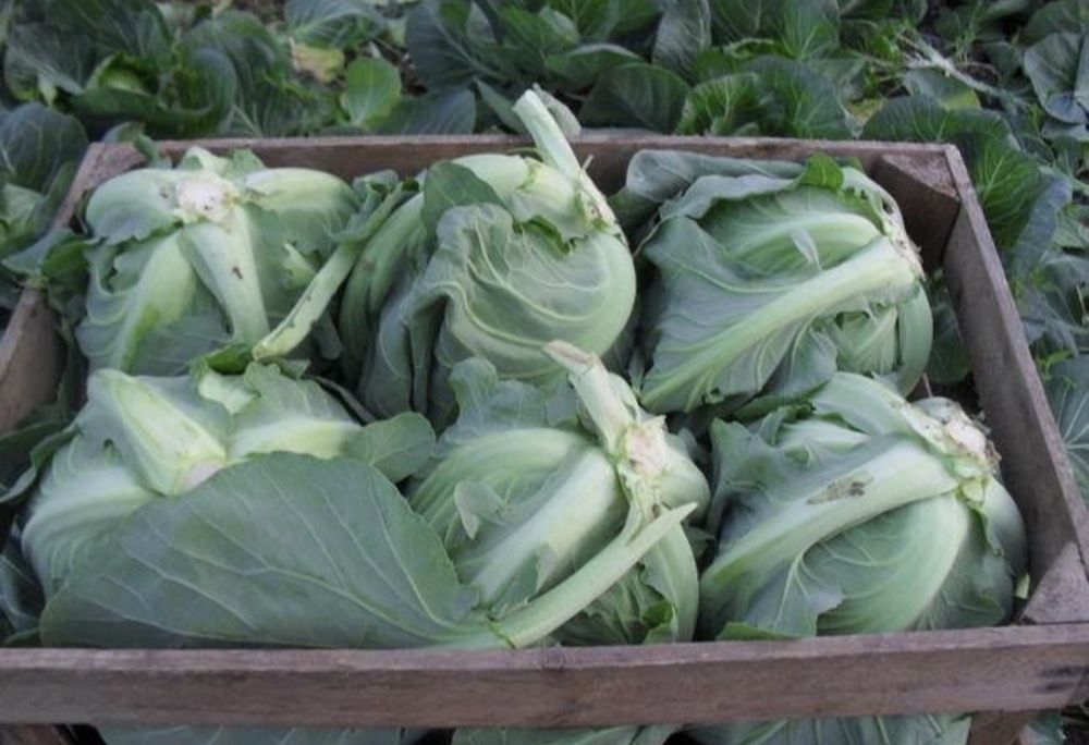 Młoda kapusta i kalafiory od Rolnika