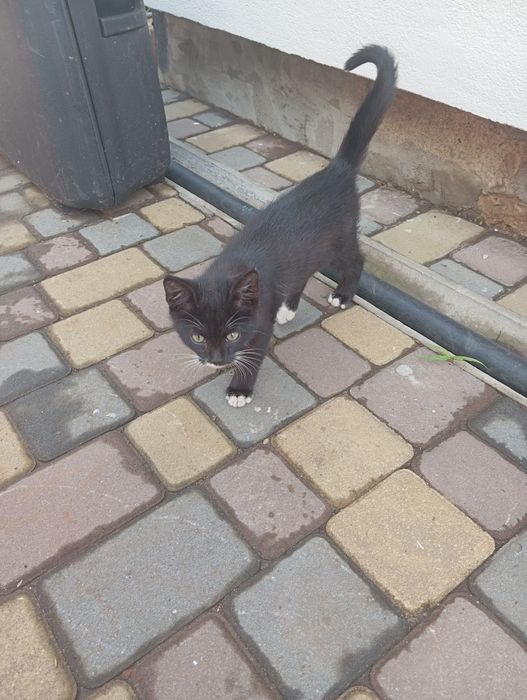 Отдам кота полтава