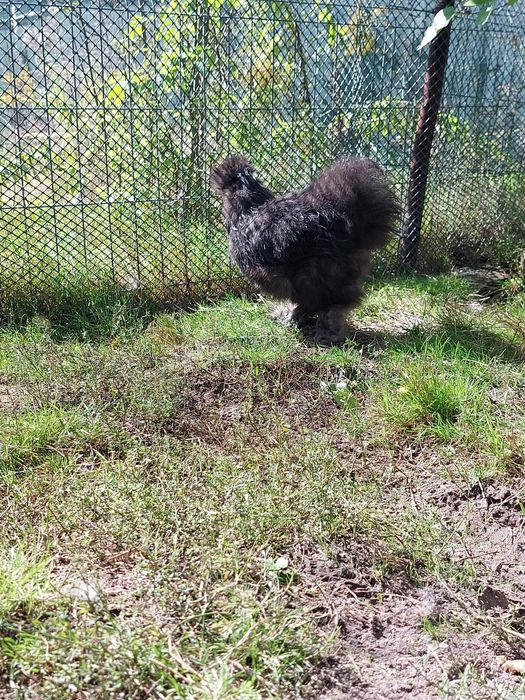 Kogut silka sprzedam